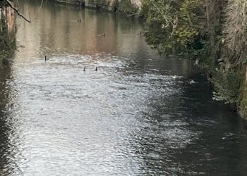 Trilocale Mantova - foto 25