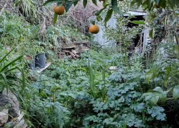 WhatsApp Image 2024-03-13 at 11.22.42 (3).jpeg - Casa semi indipendente Ameglia - foto 13