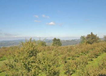 Casa indipendente Belvedere Langhe - foto 13