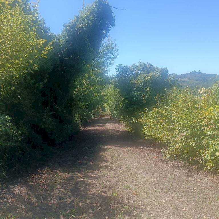 Terreno - Rustico via Casale, Camagna Monferrato - foto 3