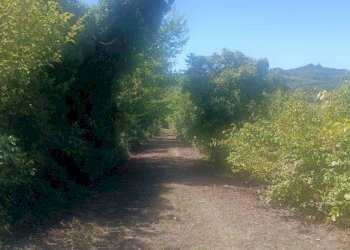Terreno - Rustico via Casale, Camagna Monferrato - foto 3
