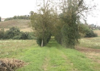 Ingresso - Rustico via Casale, Camagna Monferrato - foto 13