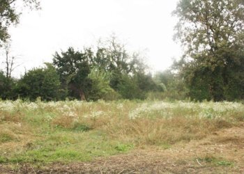 Terreno - Rustico via Casale, Camagna Monferrato - foto 24
