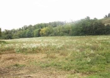 Terreno - Rustico via Casale, Camagna Monferrato - foto 17