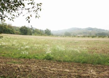 Terreno - Rustico via Casale, Camagna Monferrato - foto 18