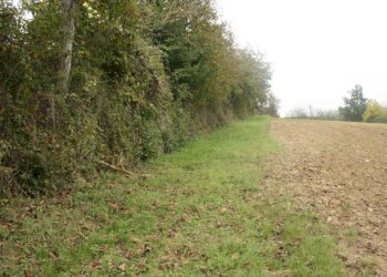 Terreno - Rustico via Casale, Camagna Monferrato - foto 19