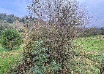 Terreno - Rustico Borgata Torrazzo, 29, San Damiano d'Asti - foto 27