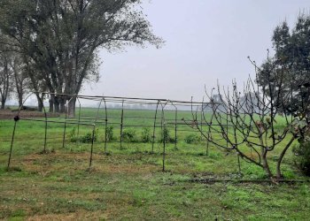 IMG-20241017-WA0043.jpg - Casale Monticelli d'Ongina - foto 5