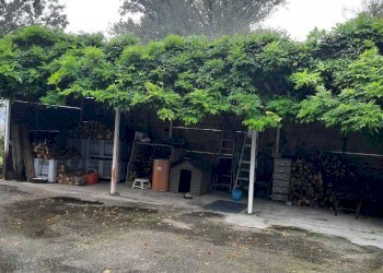 IMG-20241017-WA0047.jpg - Casale Monticelli d'Ongina - foto 9