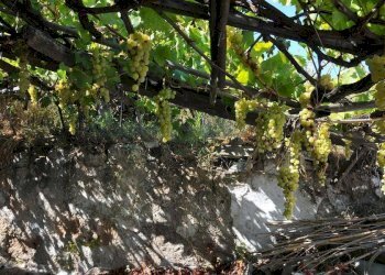 Terreno - Rustico Ponza - foto 6