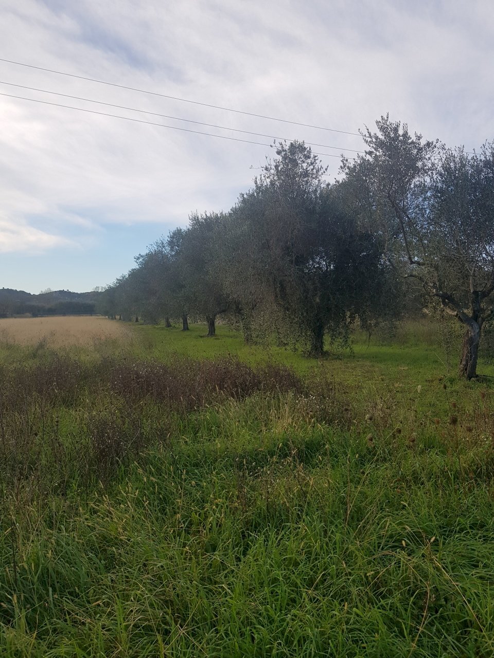 20211211_102307.jpg - Terreno agricolo Vezzano Ligure - foto 2