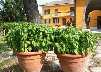 Giardino - Rustico via Bionzo, Calosso - foto 9