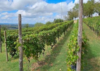 Terreno - Rustico via Bionzo, Calosso - foto 10