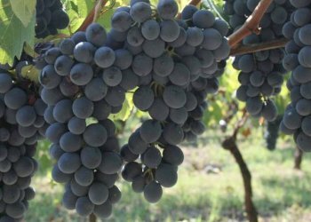 Altro - Rustico via Bionzo, Calosso - foto 11