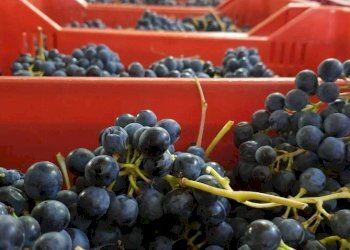 Altro - Rustico via Bionzo, Calosso - foto 17