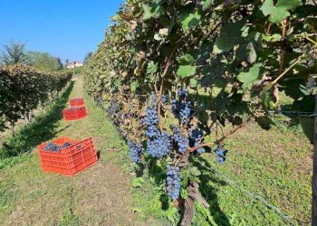 Giardino - Rustico via Bionzo, Calosso - foto 34