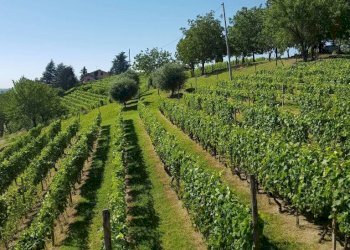 Terreno - Rustico via Bionzo, Calosso - foto 39