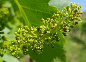 Altro - Rustico via Bionzo, Calosso - foto 44