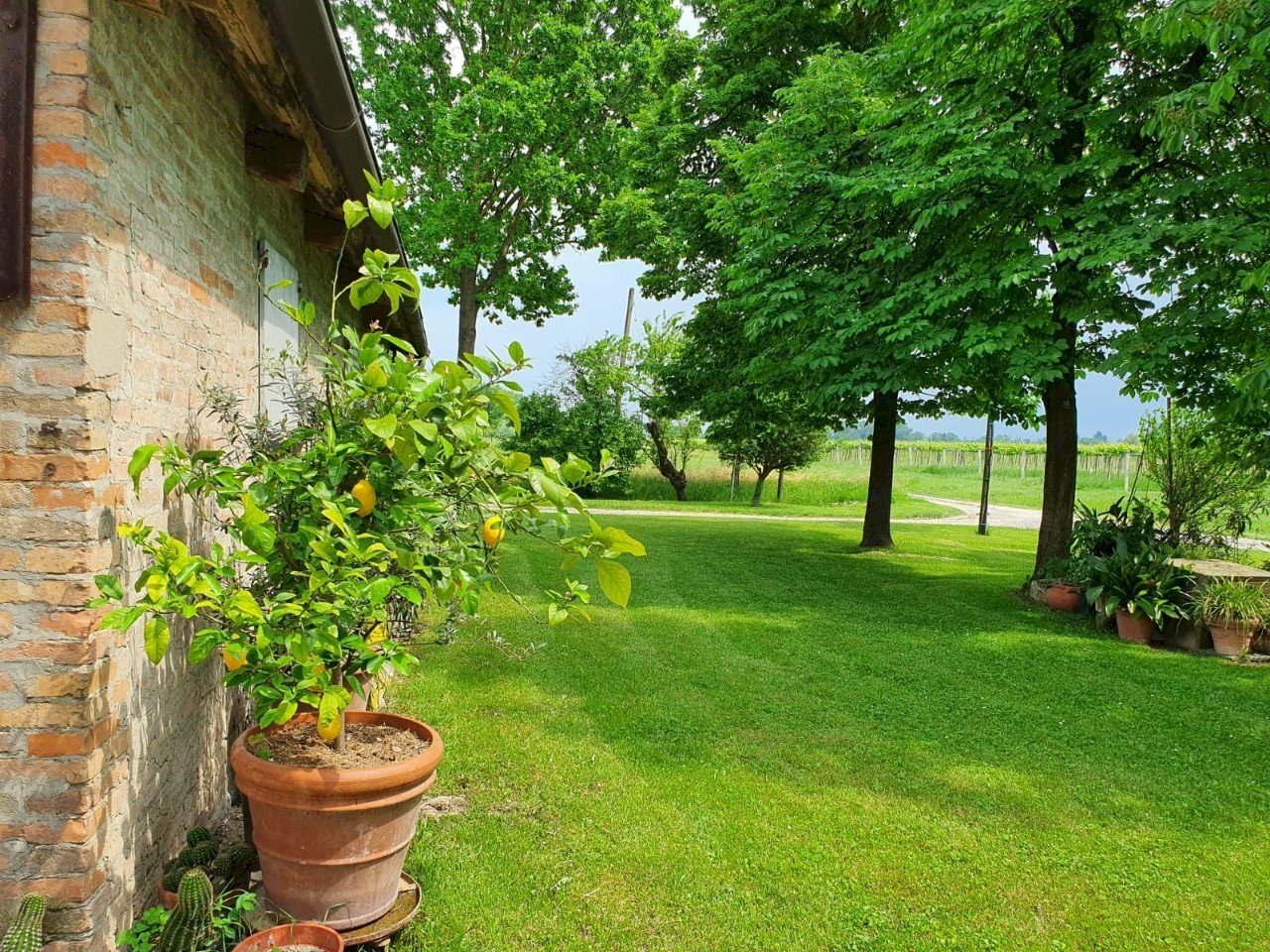 Terreno agricolo Reggio nell'Emilia - foto 3