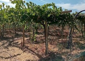 20240906_162701.jpg - Terreno agricolo Via Santa Lucia, Tollo - foto 1