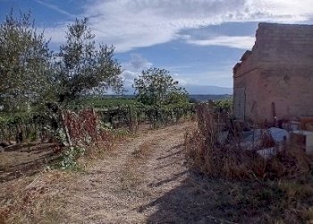 20240906_162807.jpg - Terreno agricolo Via Santa Lucia, Tollo - foto 4