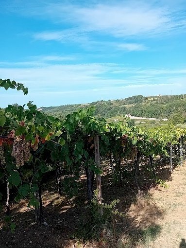 20240906_161345.jpg - Terreno agricolo Contrada Colle Secco, Tollo - foto 1