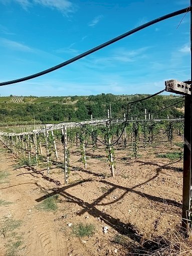 20240906_161311.jpg - Terreno agricolo Contrada Colle Secco, Tollo - foto 2