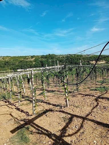 20240906_161323.jpg - Terreno agricolo Contrada Colle Secco, Tollo - foto 3