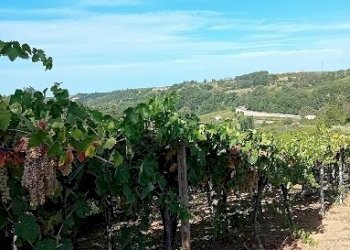 20240906_161345.jpg - Terreno agricolo Contrada Colle Secco, Tollo - foto 1