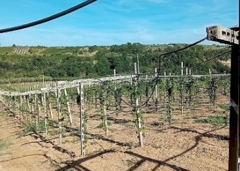 20240906_161311.jpg - Terreno agricolo Contrada Colle Secco, Tollo - foto 2