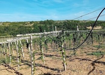 20240906_161323.jpg - Terreno agricolo Contrada Colle Secco, Tollo - foto 3