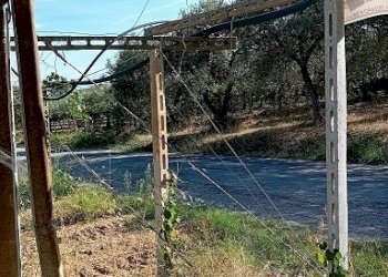 20240906_161329.jpg - Terreno agricolo Contrada Colle Secco, Tollo - foto 4