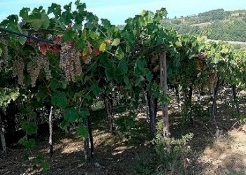 20240906_161341.jpg - Terreno agricolo Contrada Colle Secco, Tollo - foto 5