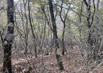 Rustico Cerreto di Spoleto, Cerreto di Spoleto - foto 12