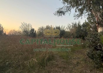 Terreno agricolo Scisciano - foto 2