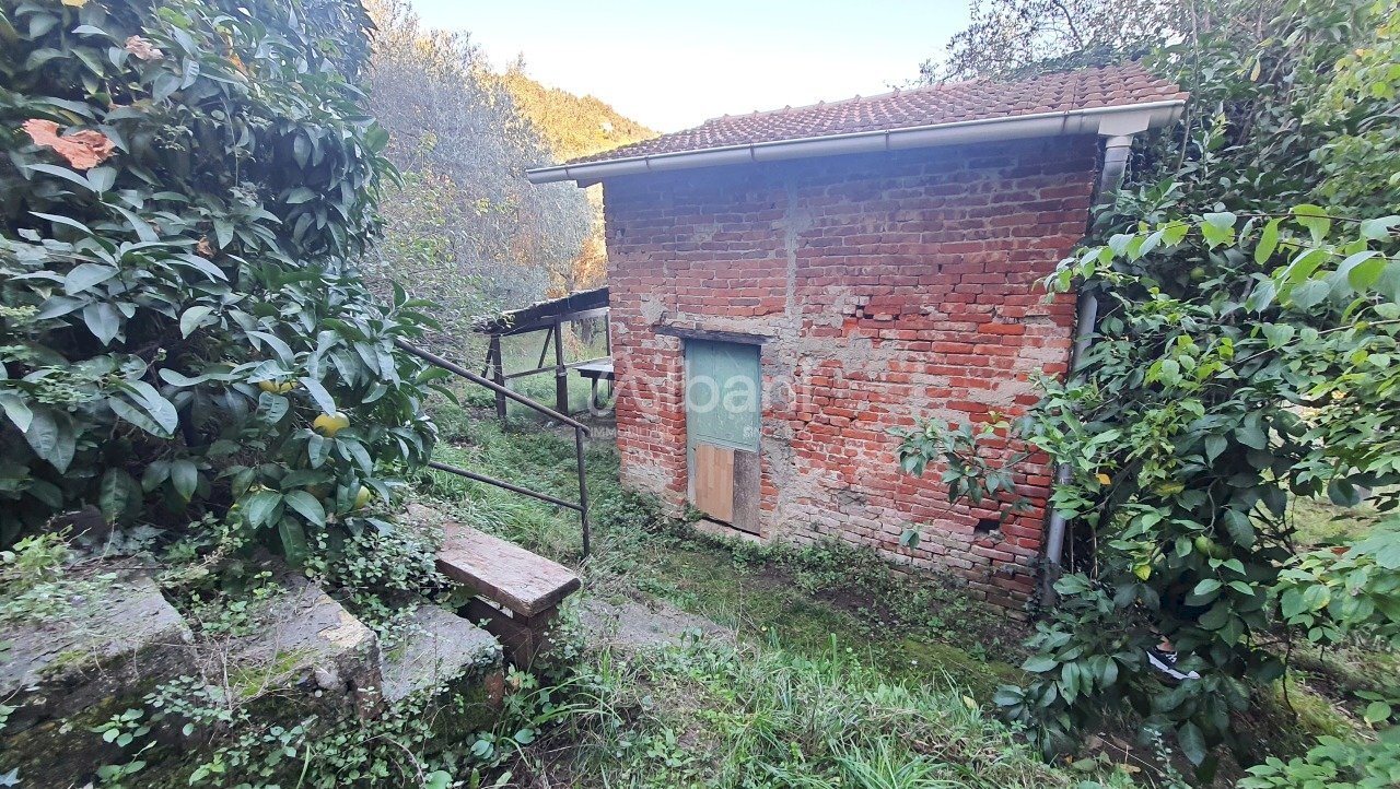 TE173_terreno_vendita_san venerio_uliveto_rustico - Agricultural land La Spezia - photo 1