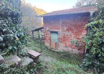 TE173_terreno_vendita_san venerio_uliveto_rustico - Terreno agricolo La Spezia - foto 1