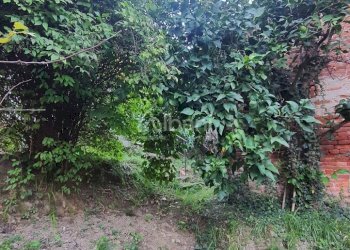 TE173_terreno_vendita_san venerio_uliveto_rustico - Terreno agricolo La Spezia - foto 2