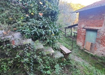 TE173_terreno_vendita_san venerio_uliveto_rustico - Terreno agricolo La Spezia - foto 4