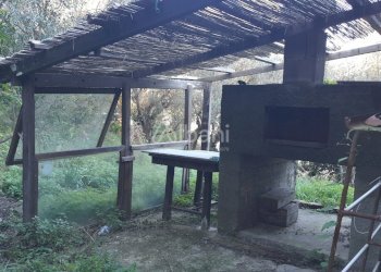 TE173_terreno_vendita_san venerio_uliveto_rustico - Terreno agricolo La Spezia - foto 5