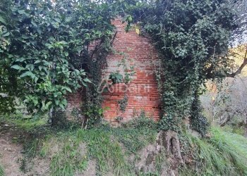 TE173_terreno_vendita_san venerio_uliveto_rustico - Terreno agricolo La Spezia - foto 11