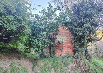 TE173_terreno_vendita_san venerio_uliveto_rustico - Terreno agricolo La Spezia - foto 12