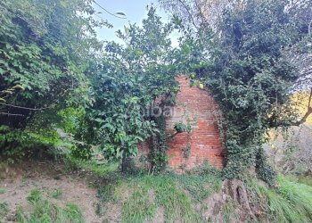 TE173_terreno_vendita_san venerio_uliveto_rustico - Terreno agricolo La Spezia - foto 13