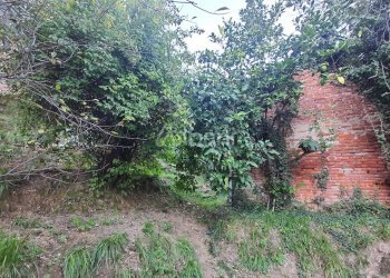 TE173_terreno_vendita_san venerio_uliveto_rustico - Terreno agricolo La Spezia - foto 14