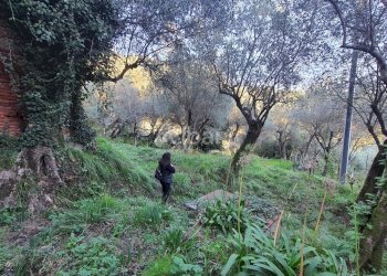 TE173_terreno_vendita_san venerio_uliveto_rustico - Terreno agricolo La Spezia - foto 15