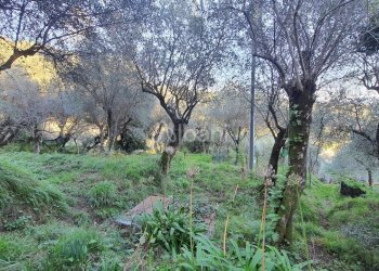 TE173_terreno_vendita_san venerio_uliveto_rustico - Terreno agricolo La Spezia - foto 16