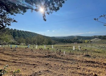 Terreno agricolo CONTRADA VILLA SIBI, Moscufo - foto 2