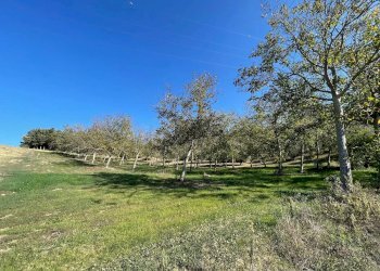 Terreno agricolo CONTRADA VILLA SIBI, Moscufo - foto 8
