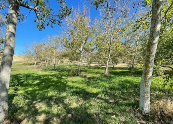 Terreno agricolo CONTRADA VILLA SIBI, Moscufo - foto 9