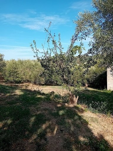 20240906_164421.jpg - Magazzino Contrada Montupoli Avenna, Miglianico - foto 3